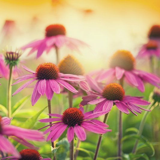 Boost Immunity & Build Resilience with Echinacea