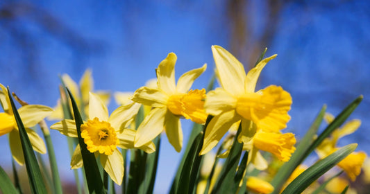 Step Into Spring