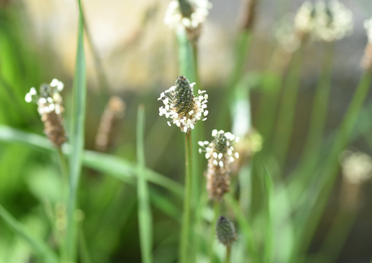Spotlight on Ribwort