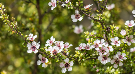 Skin Health Through The Seasons