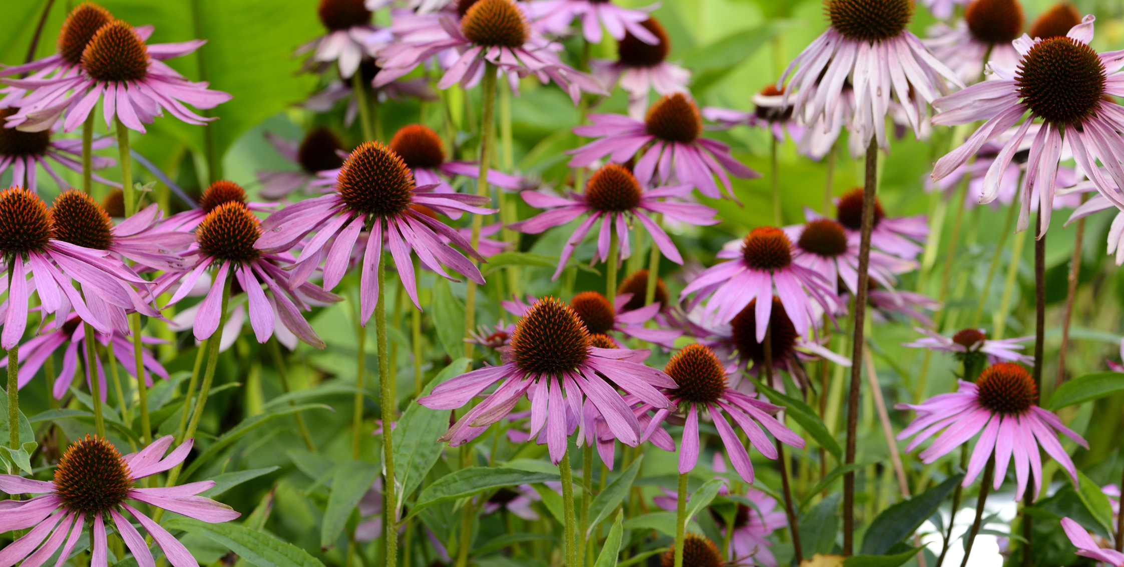 Echinacea Flowers in a field. Strong Potency Herbal Extracts made in NZ