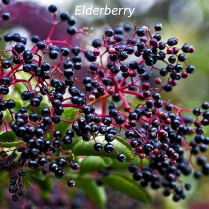 Elderberry plant with stem and leaves.