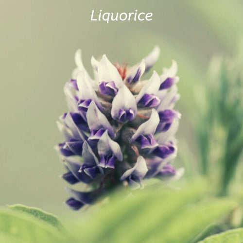 Liquorice flower.