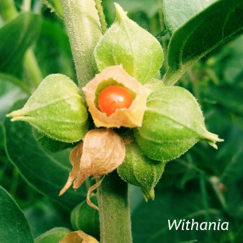 Withania plant with stem and leaves. 