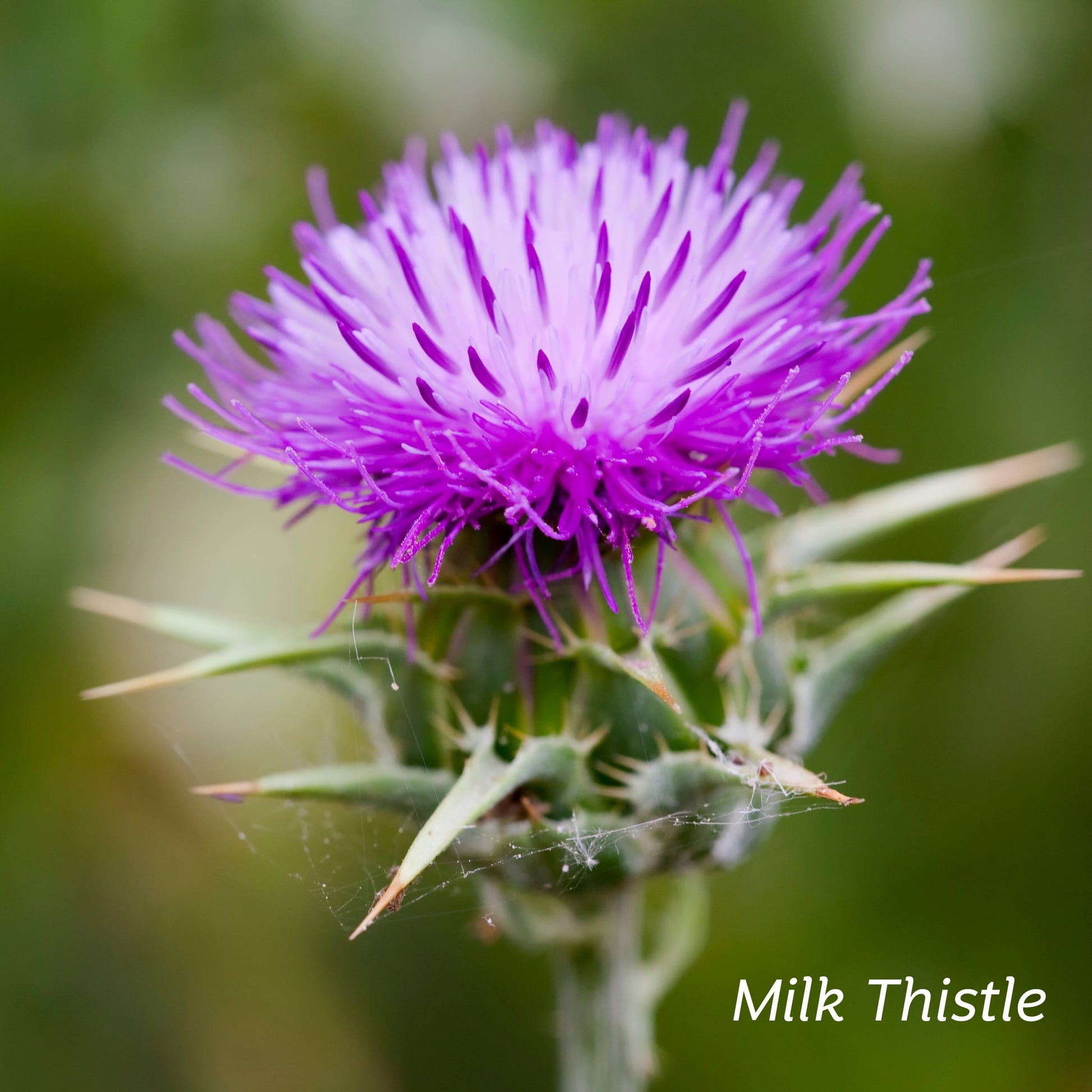 A light purple Milk Thistle Plant in nature.
