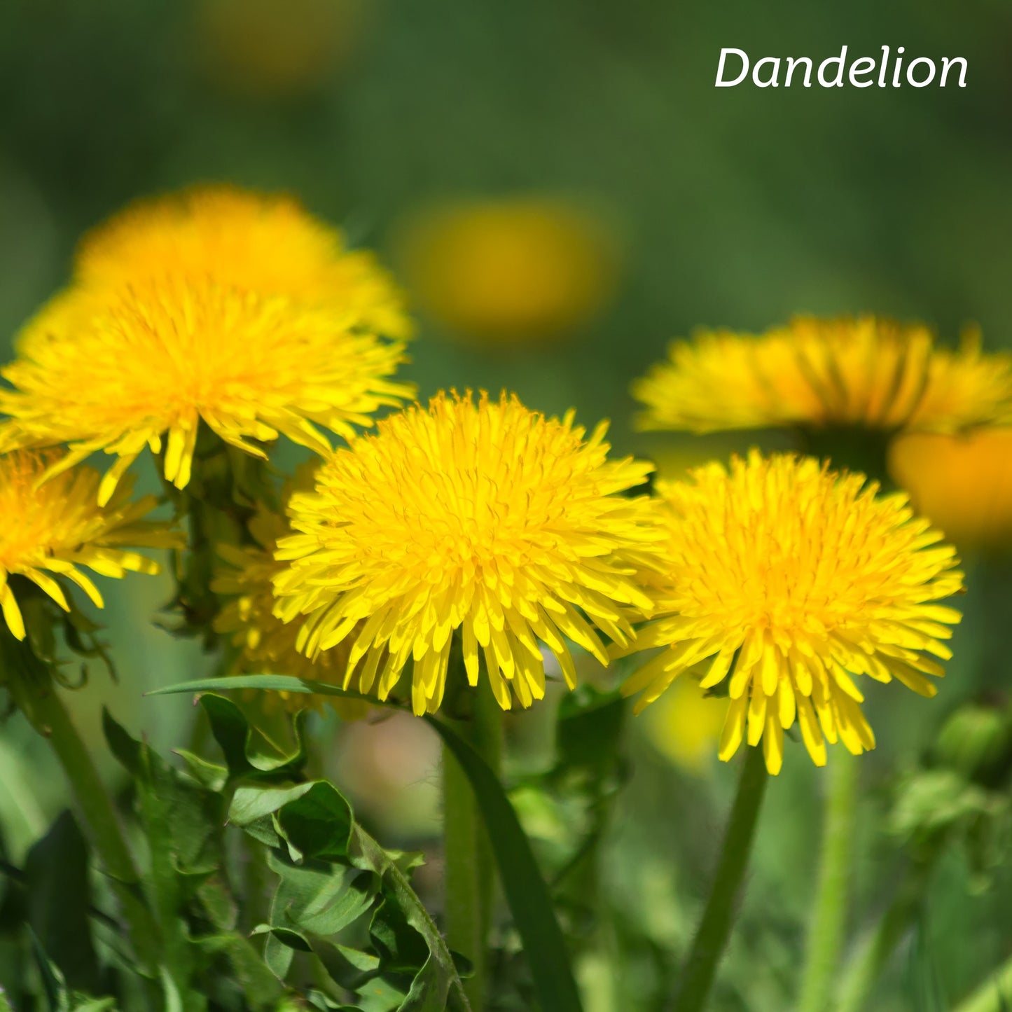 Dandelion flowers in the wild.