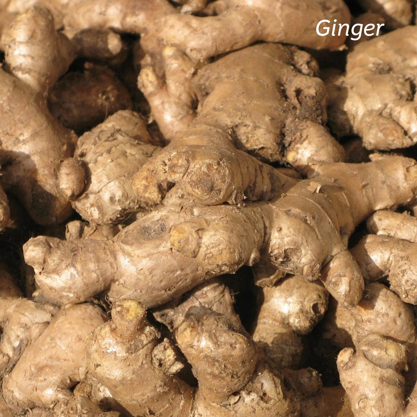 Fresh Ginger.