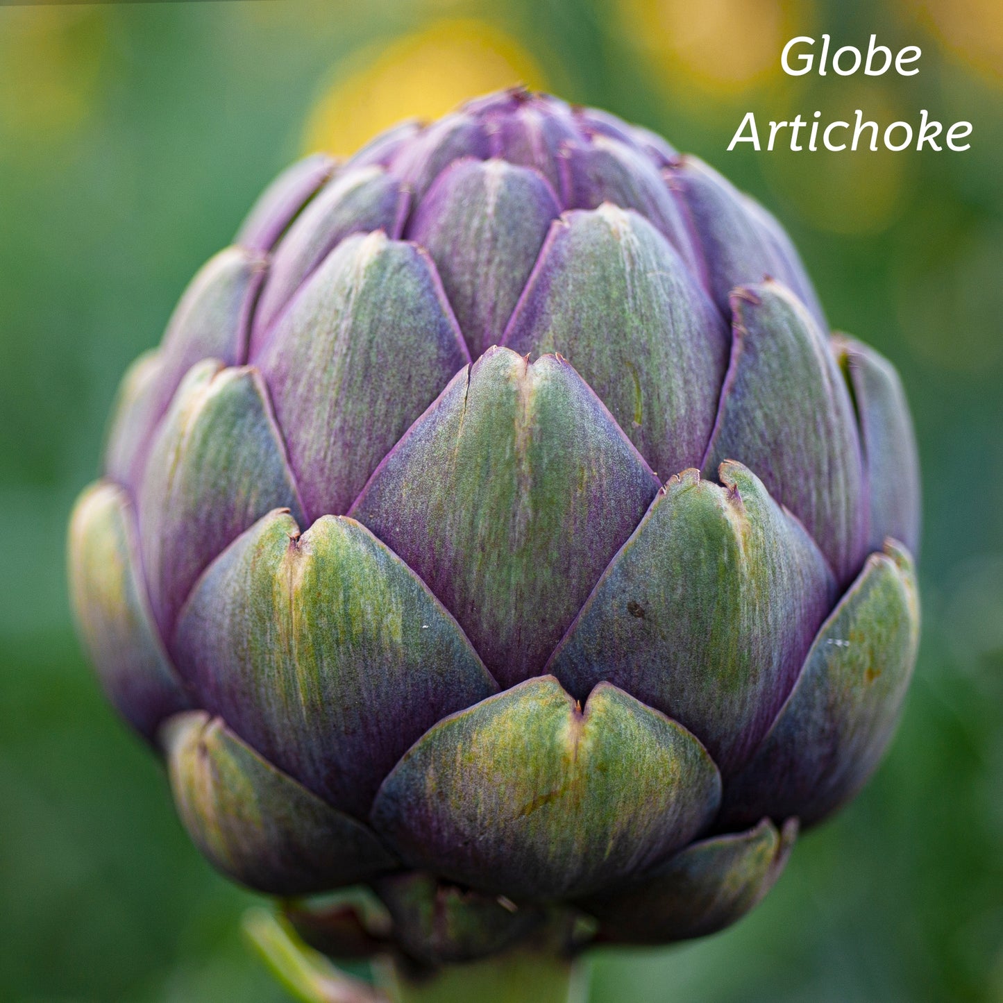 A bud of Globe Artichoke.