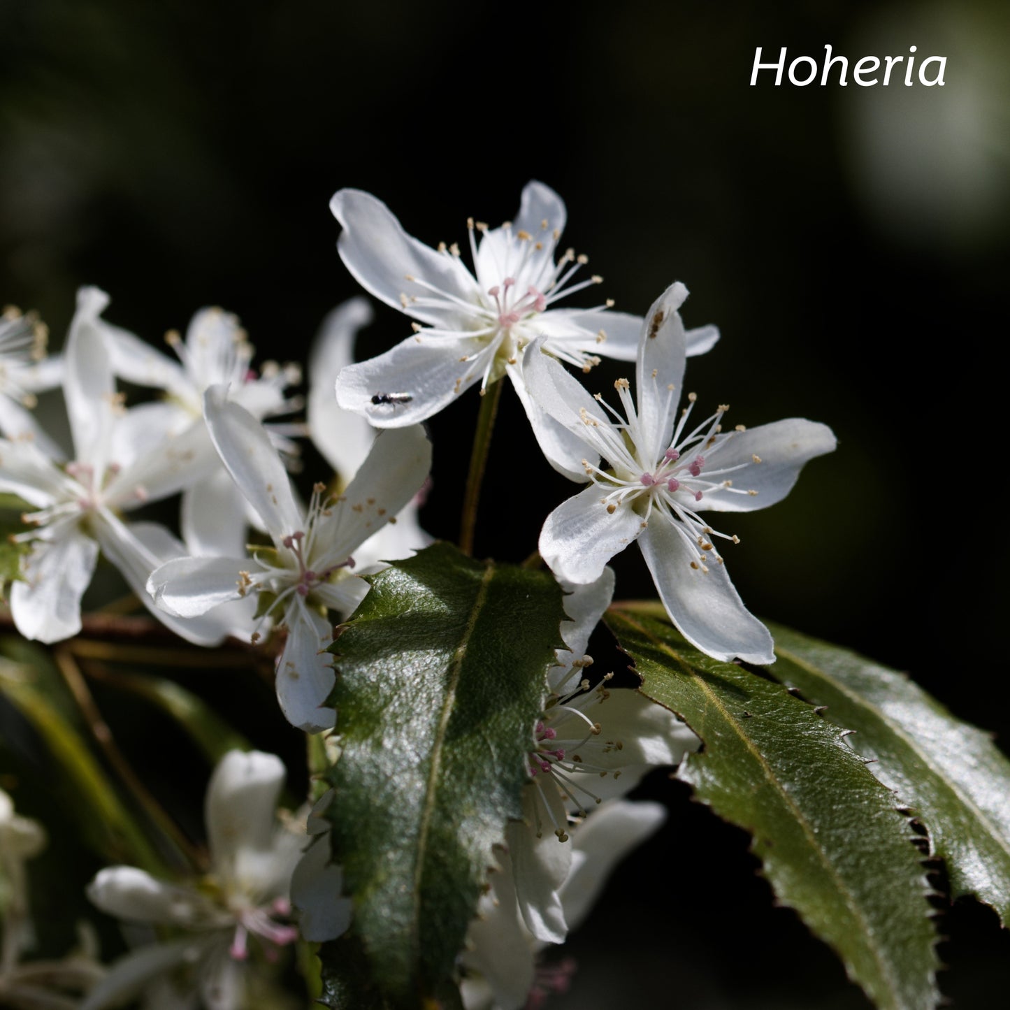 New Zealand native Hoheria plant with white flowers.