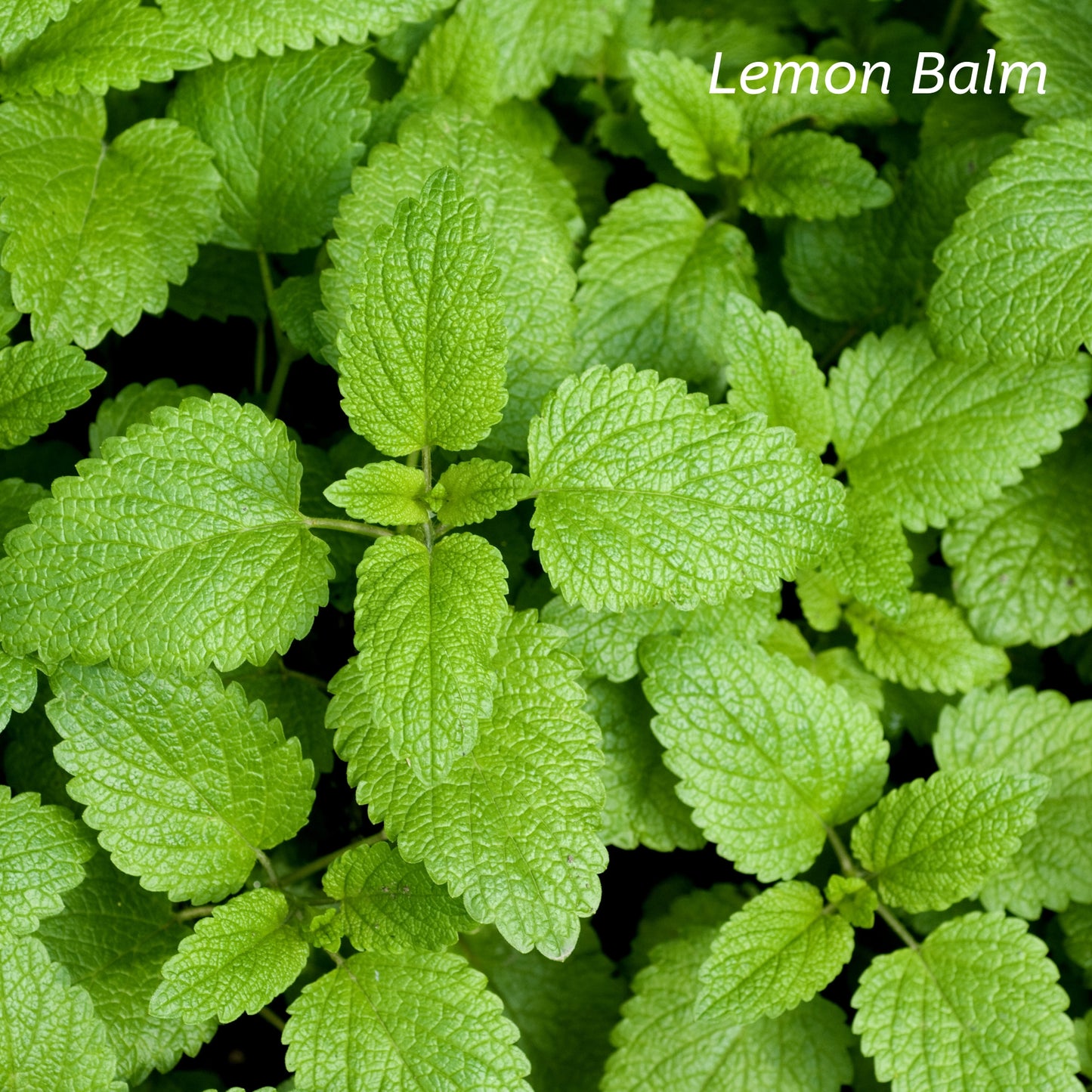 A closeup of light green Lemon Balm leaves in nature.