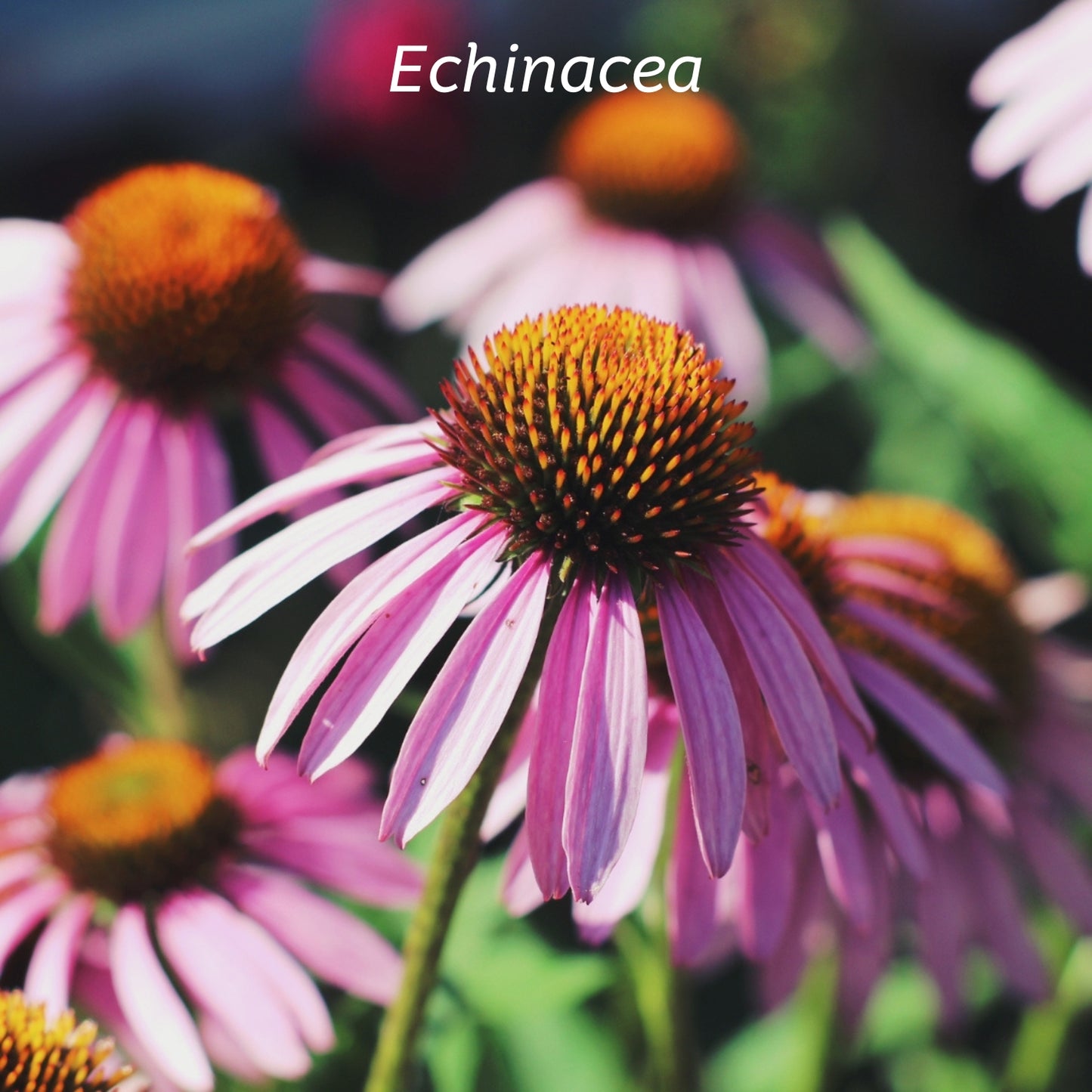 Purple Echinacea flower in sunlight. An Immune modulatory herb. It helps everyday immune protection and recovery. Boosting defenses when needed most.