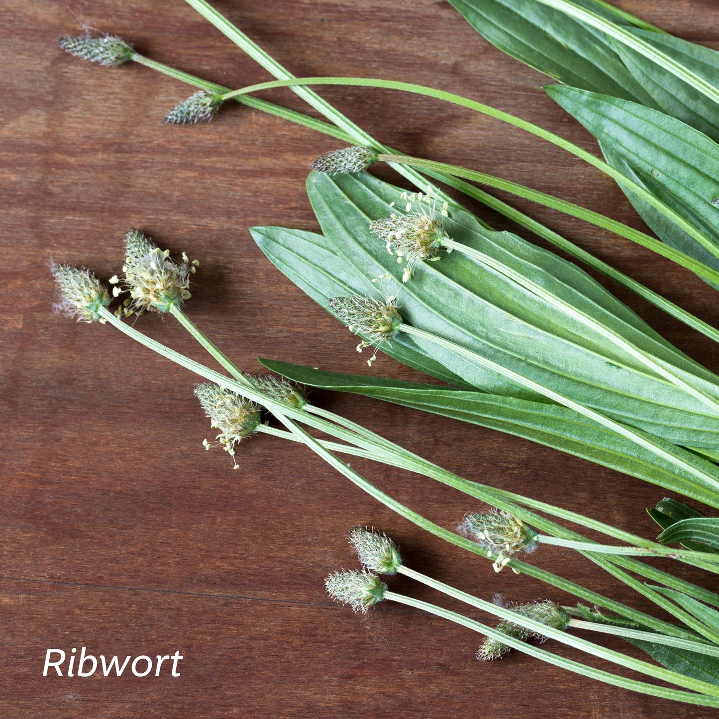 Ribwort leaves and buds on a wooden table.