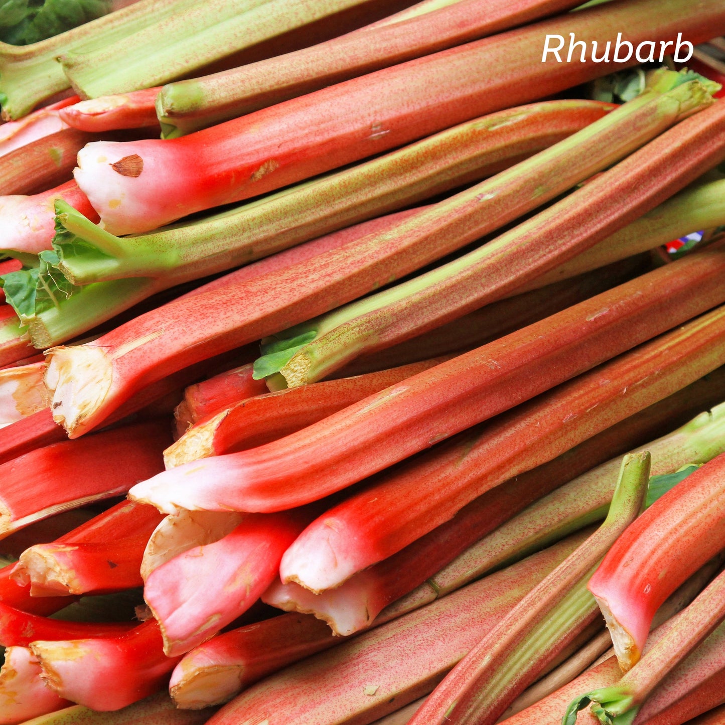 Reddish green stalks of Rhubarb stacked together.