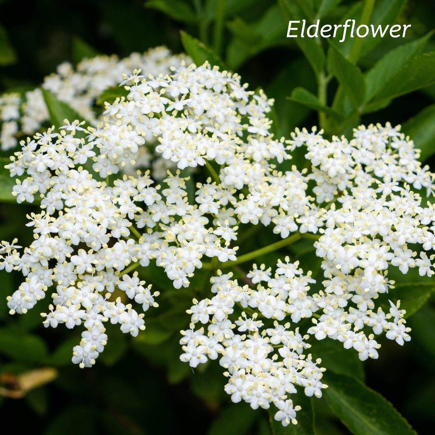 A bunch of white Elderflowers growing in nature.