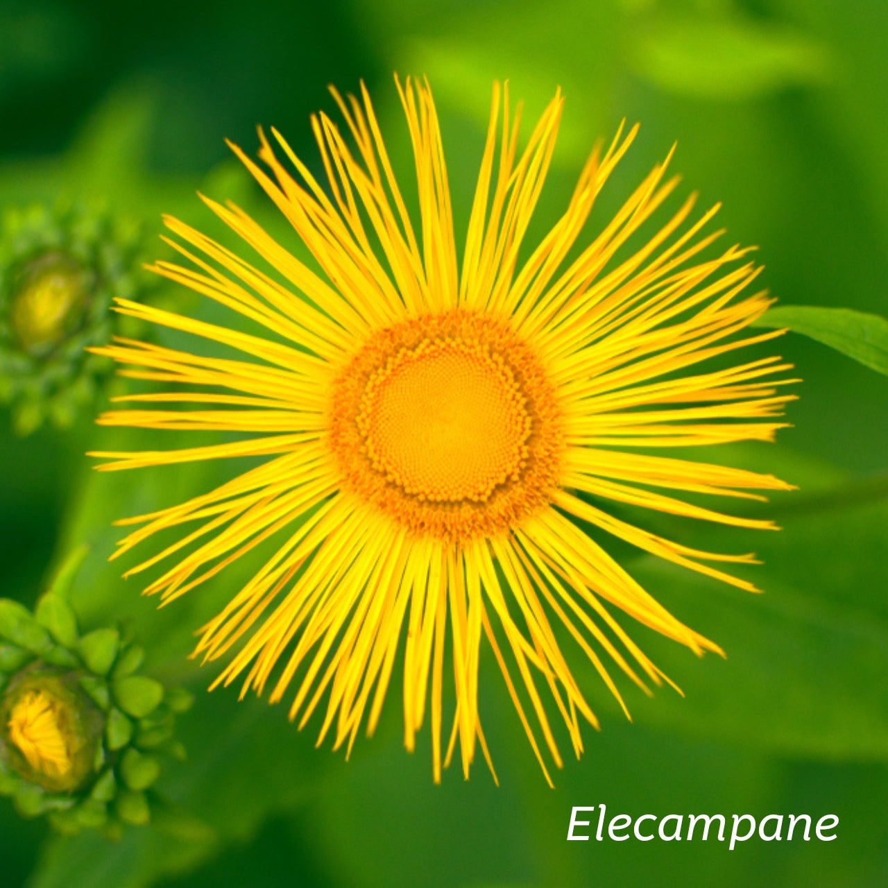 Closeup image of a yellow Elecampane flower.