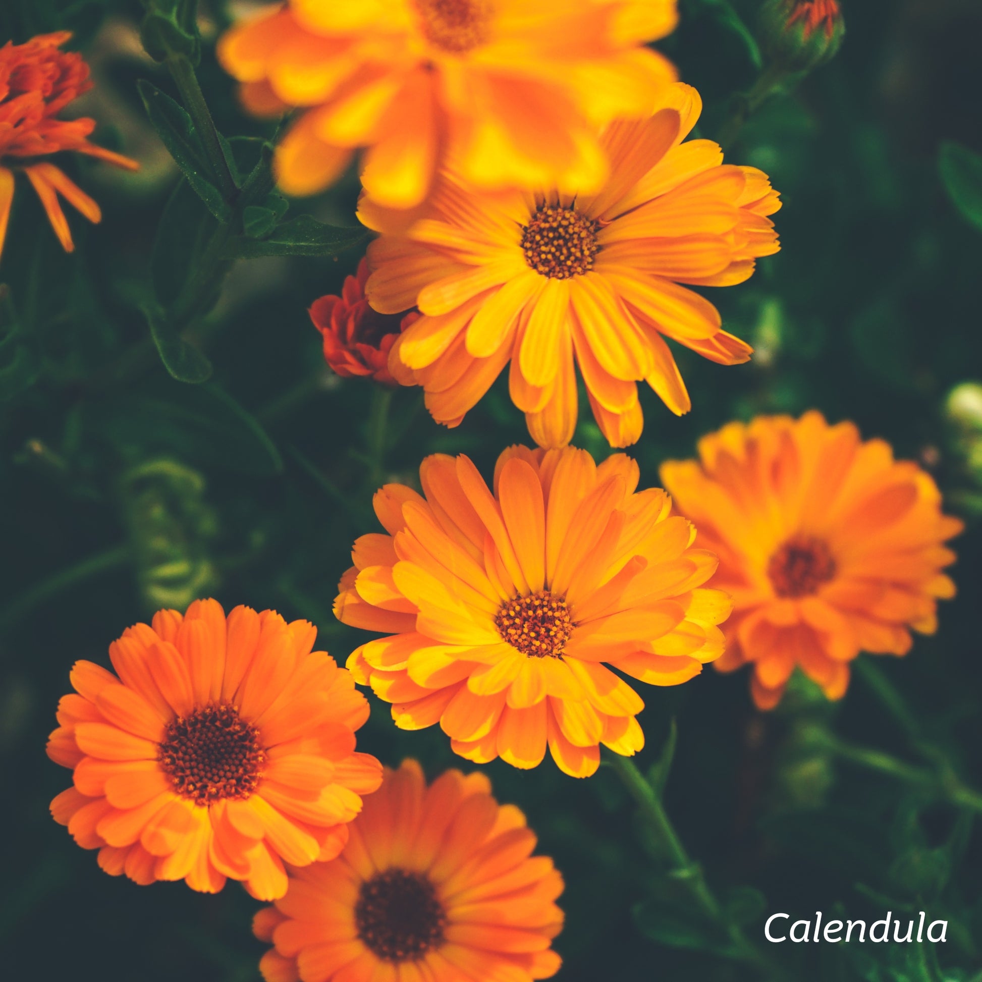 Yellow and orange Calendula flowers.