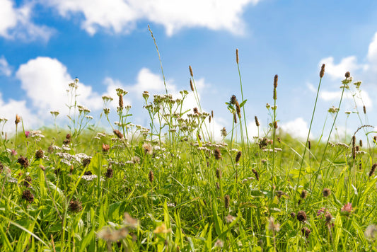 Supporting the Seasonal Allergy Response Naturally