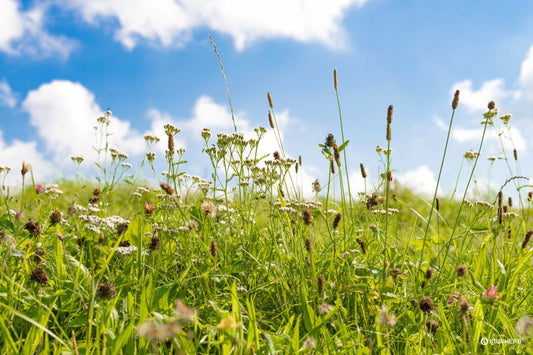 Supporting the Seasonal Allergy Response Naturally - Kiwiherb