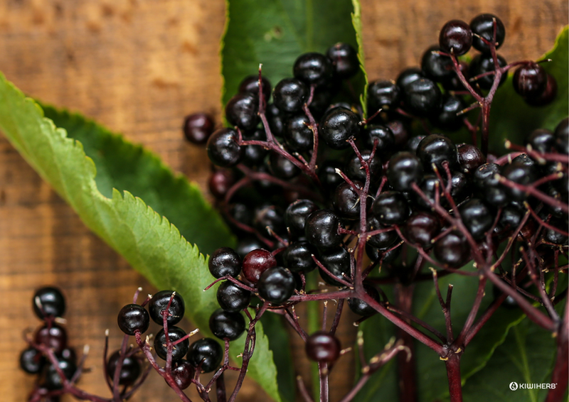 How to boost your immunity with antioxidants - Kiwiherb
