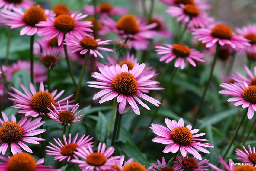 Echinacea and Immune Wellbeing - Kiwiherb