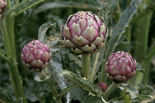 Struck Down by Seasonal Allergies? Your Liver May Need Some Love.