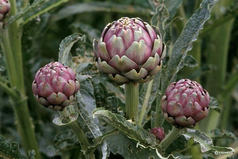 Struck Down by Seasonal Allergies? Your Liver May Need Some Love.