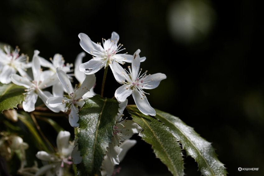 Restoring the Skin Microbiome – Soothe Eczema Naturally - Kiwiherb