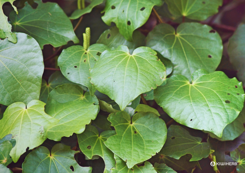 The Botanical NZ Native Superstar - Kawakawa - Kiwiherb