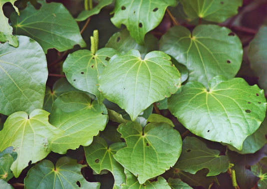 The Botanical NZ Native Superstar - Kawakawa