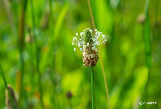 Spotlight on Ribwort