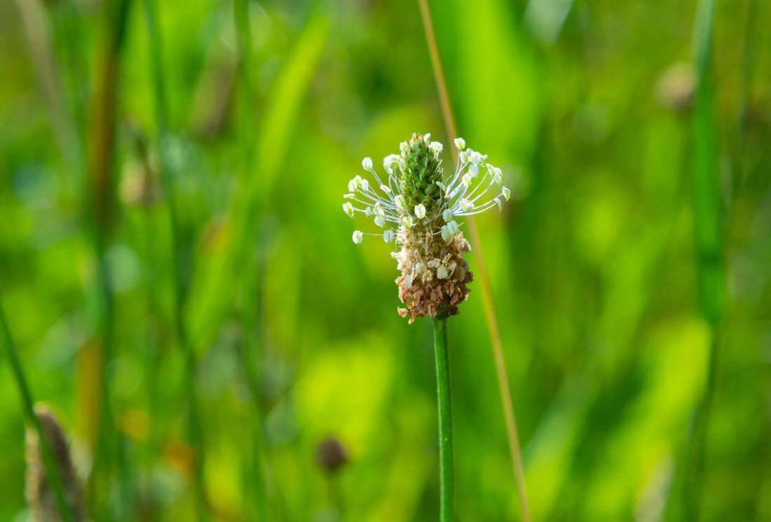 Spotlight on Ribwort