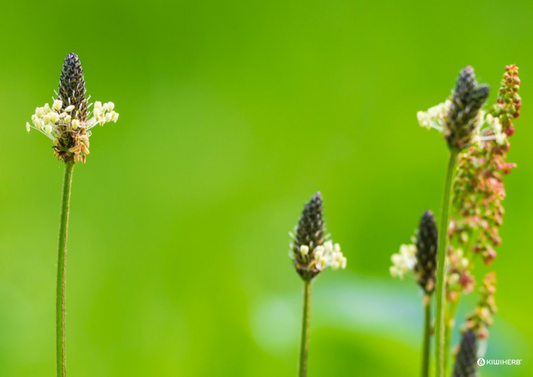 De-Stuff with Kiwiherb - Kiwiherb