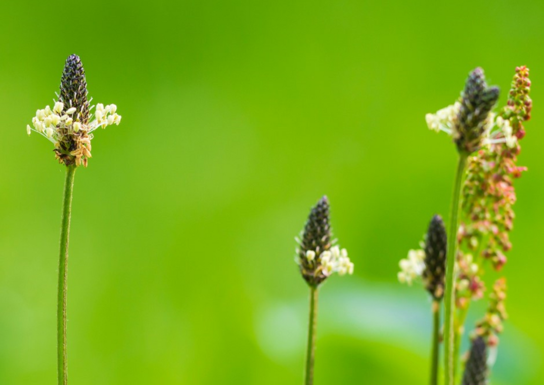 De-Stuff with Kiwiherb - Kiwiherb