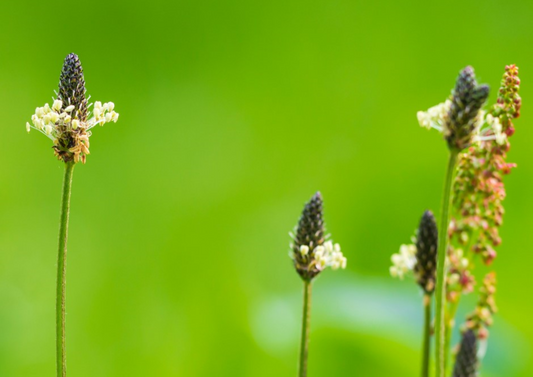 De-Stuff with Kiwiherb - Kiwiherb