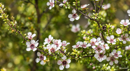 Skin Health Through The Seasons - Kiwiherb