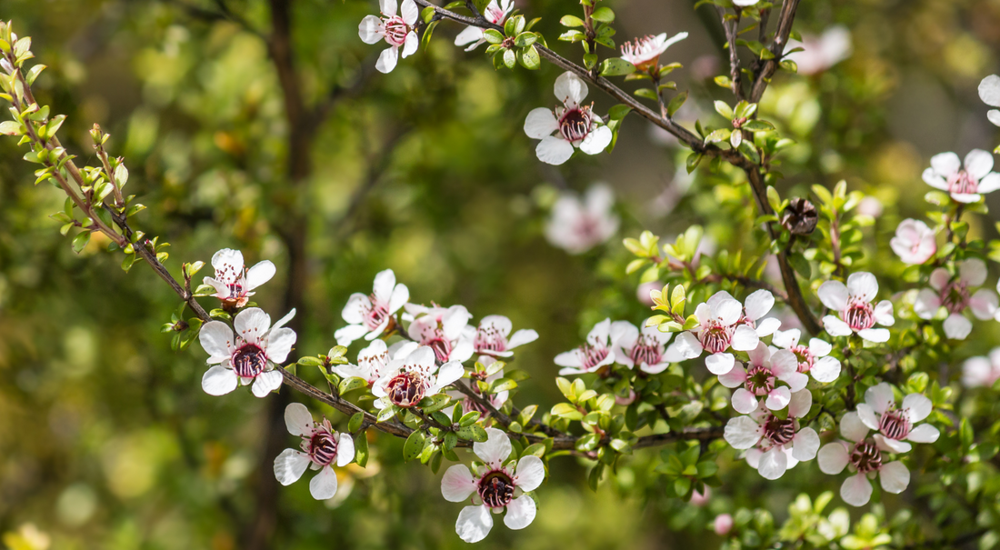 Skin Health Through The Seasons - Kiwiherb