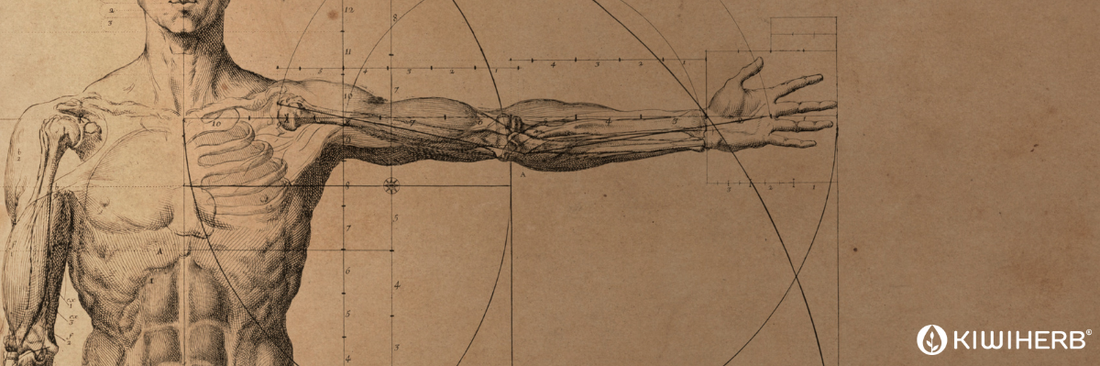 Understanding the Human Stomach Diagram and Anatomy