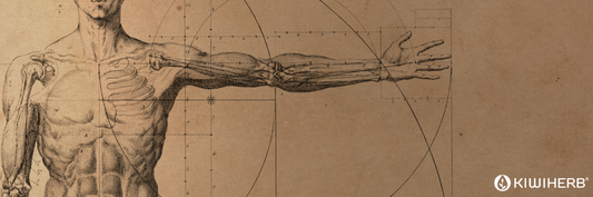 Understanding the Human Stomach Diagram and Anatomy