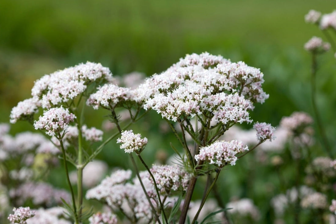 Ways to fall asleep naturally - Valerian Root