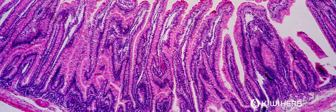 Where Is Your Intestinal Tract? A Simple Guide to Its Location
