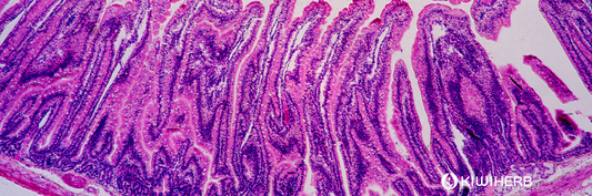 Where Is Your Intestinal Tract? A Simple Guide to Its Location