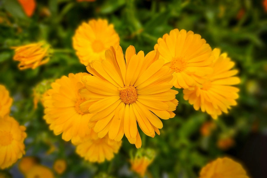 Calendula treats burns, scald, cuts, abrasions and infections because of its antiseptic and healing qualities