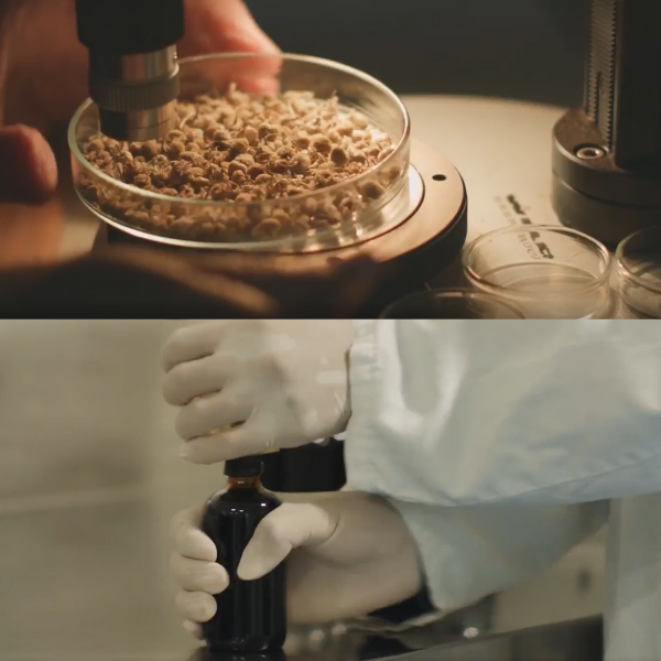 GMP Certified Top: Person using a microscope on a sample in a lab setting. Bottom: Person holding a bottle with a dropper in a lab.