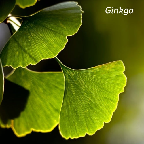Ginkgo leaves in sunlight.