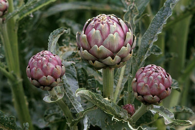 Artichoke buds on a plant with green leaves