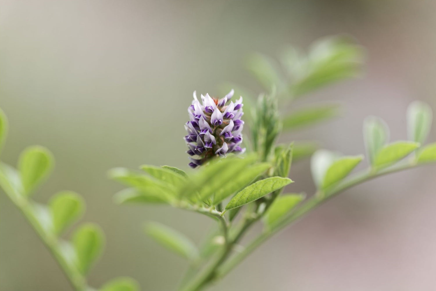 Liquorice flower. 