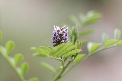 Close-up of a Liquorice with green leaves on a blurred background