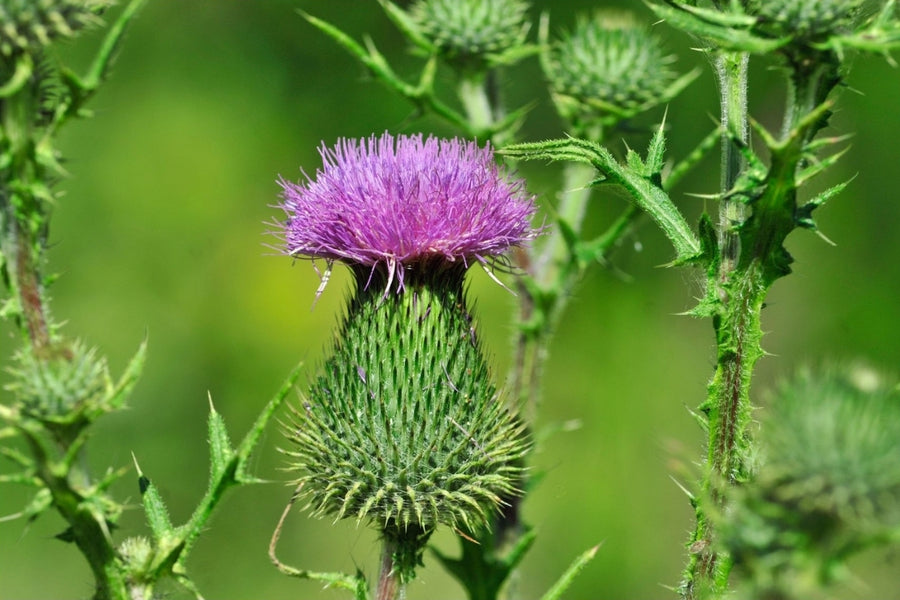 Purple Milk Thistle flower heads used in herbal medicine