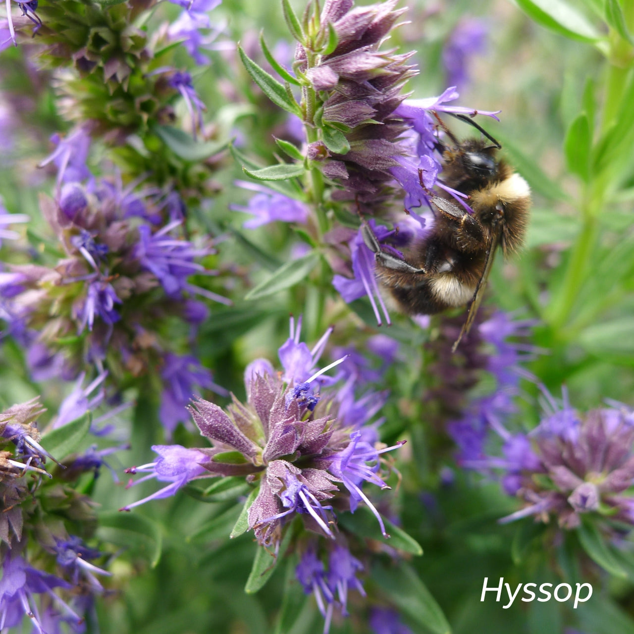 A bee sitting on a Hyssop plant. 