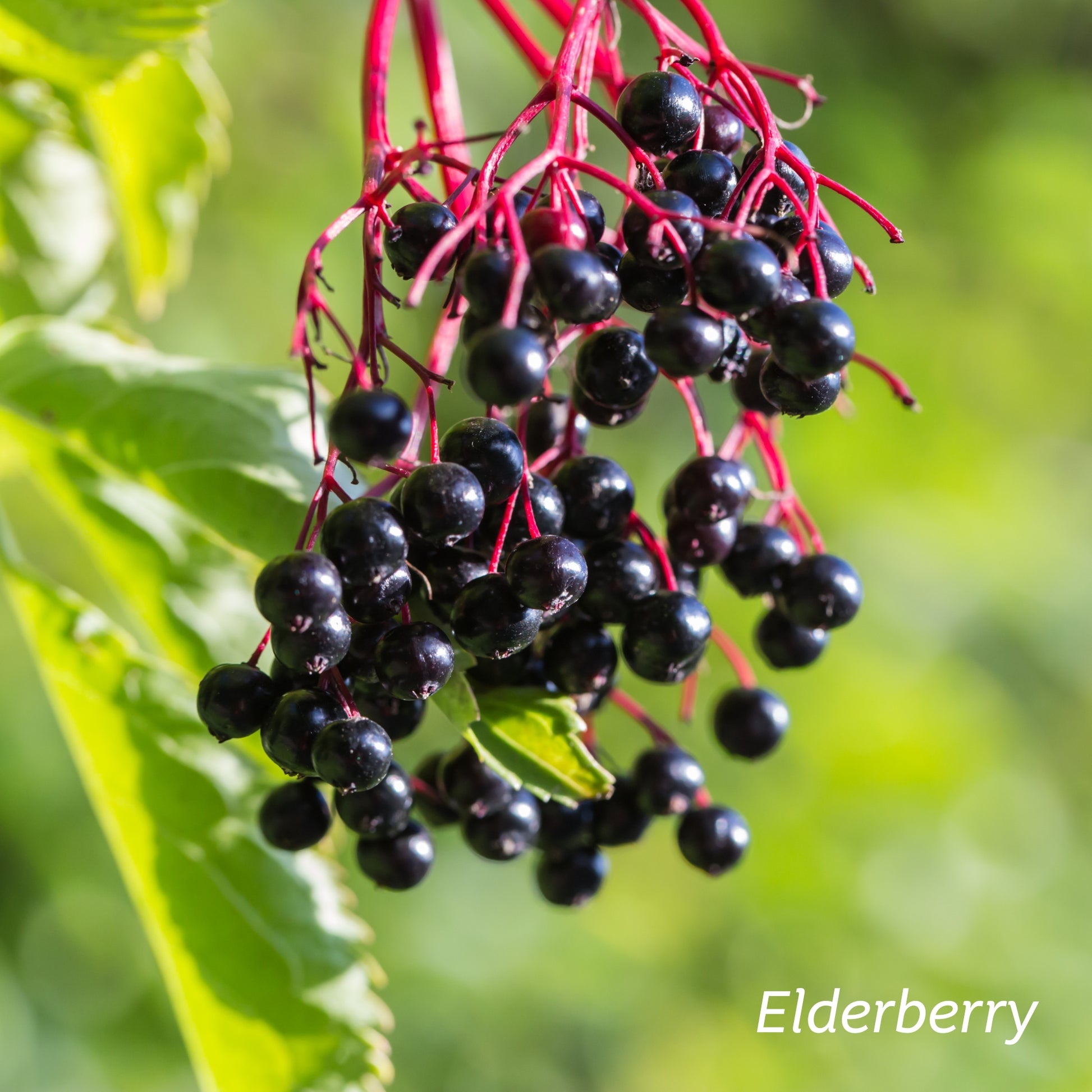 A bunch of Elderberries with pink stems growing in nature.